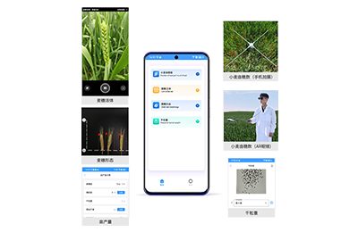 佛山市小麦亩穗数分析仪IN-XM02