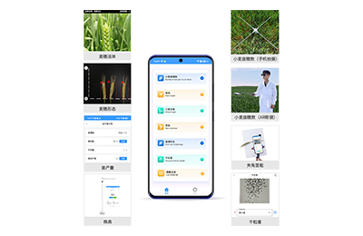 佛山市小麦表型测量仪IN-XM05
